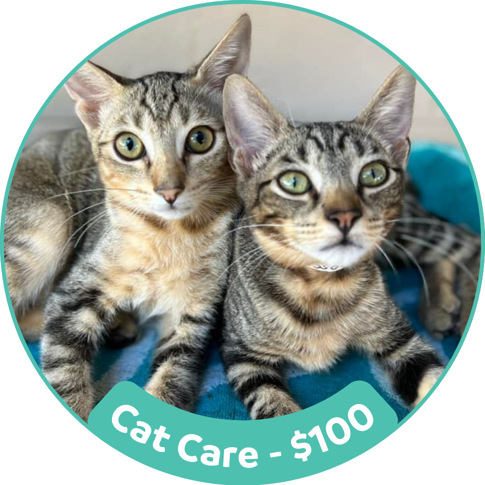 Cat Care