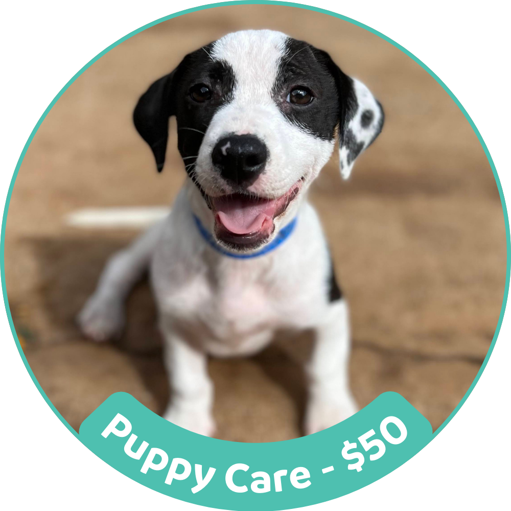 Puppy Care