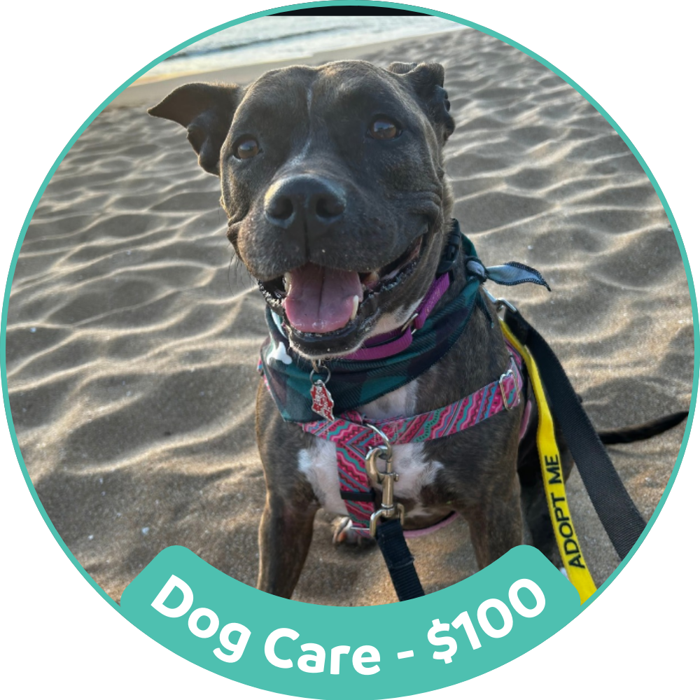 Dog Care