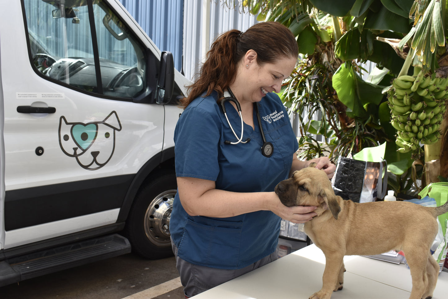 Donate to Help Maui Animals