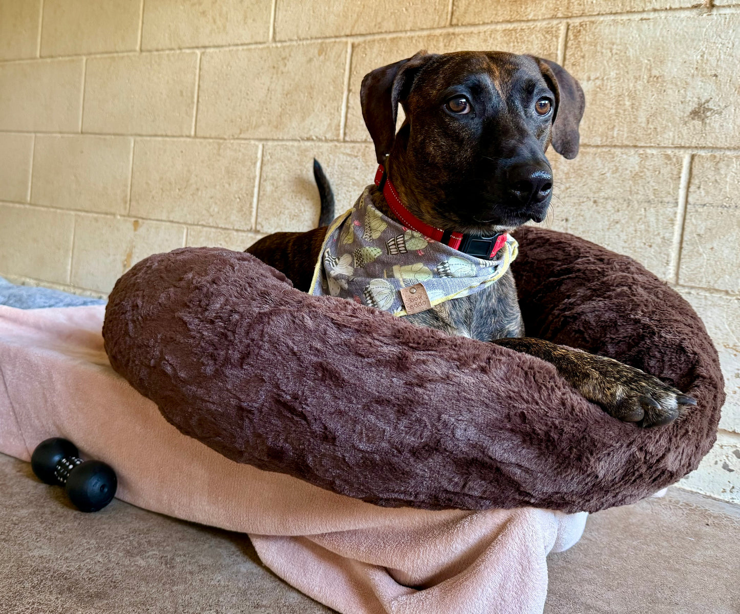 Donate to Help Maui Animals
