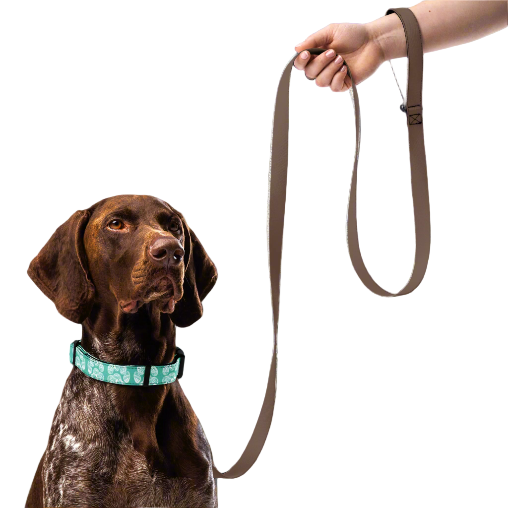 Paw Print Collar Aqua