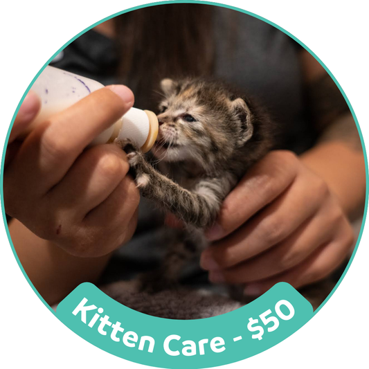 Kitten Care