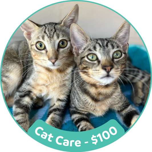 Cat Care