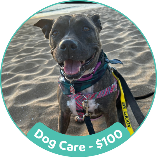 Dog Care