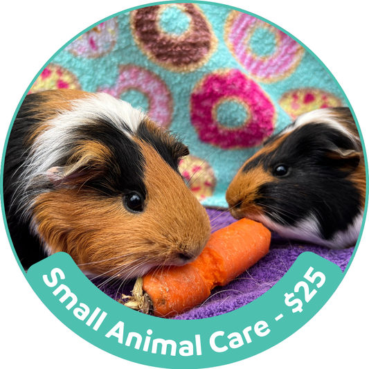 Small Animal Care